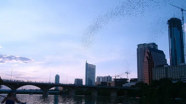 Bats, Protesters and My Son’s Orientation